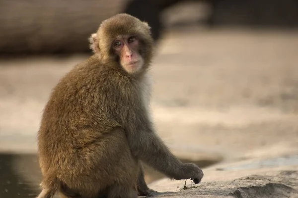 Opice Běžný Název Který Může Odkazovat Skupiny Nebo Druhy Savců — Stock fotografie