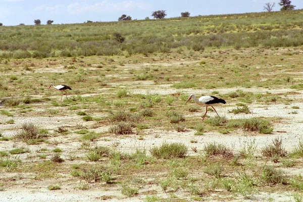 Les Cigognes Dans Kalahari Avril — Photo