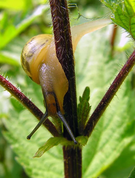 自然界における昆虫の密接な眺め — ストック写真