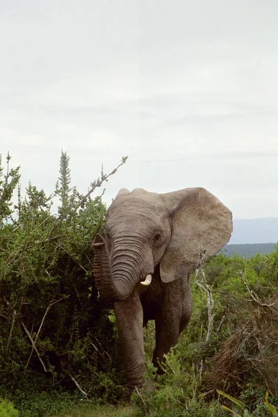 Jumbo Aime Pas Les Touristes — Photo