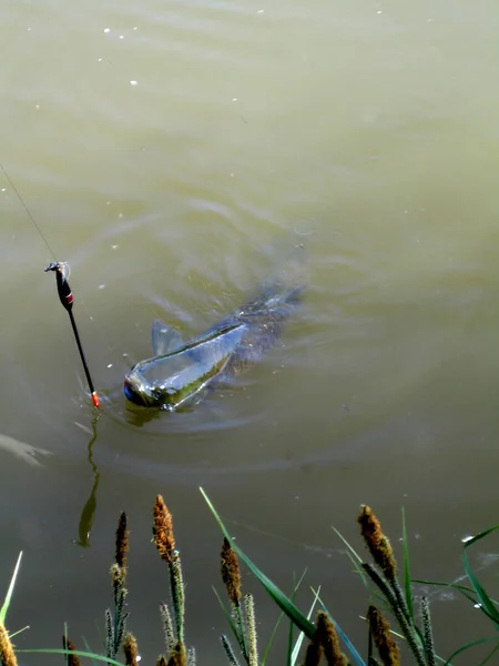 Angeln Fluss — Stockfoto