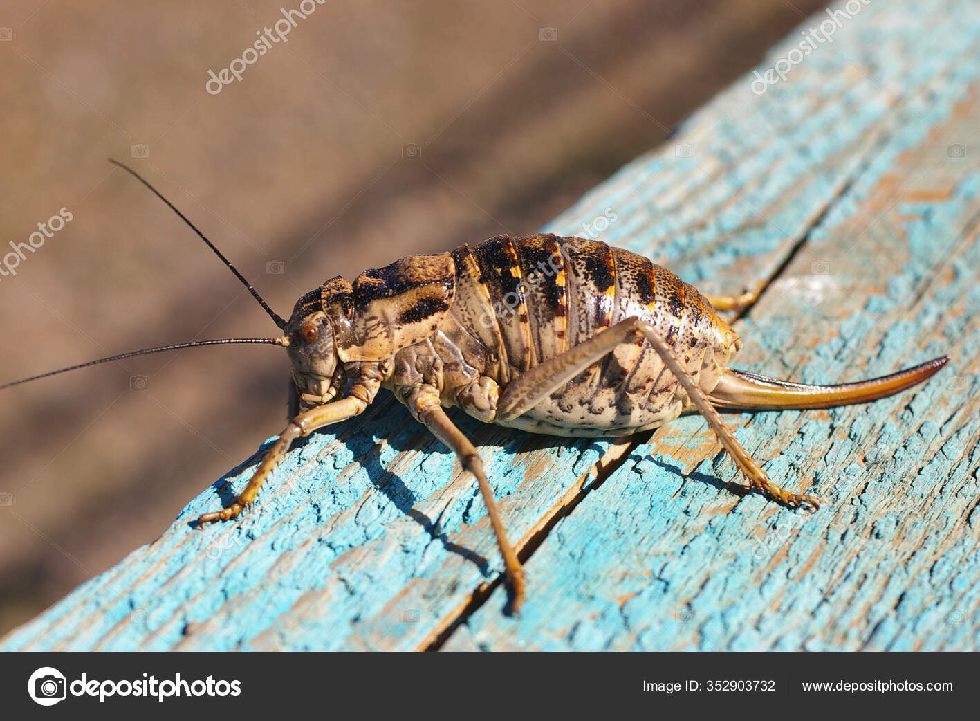 Animal de seis patas fotos de stock, imágenes de Animal de seis patas sin royalties | Depositphotos Animal de seis patas fotos de stock, imágenes de Animal de seis patas sin royalties | Depositphotos