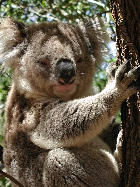 Koala Niedźwiedź Dzika Przyroda Drzewo Zwierzę — Zdjęcie stockowe