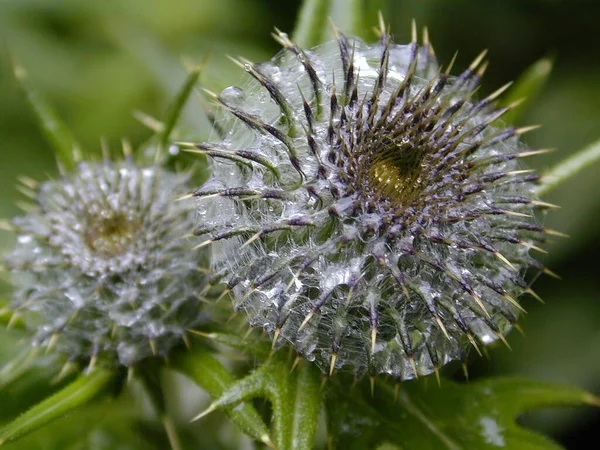 Tistel Blommor Vilda Fält Flora — Stockfoto