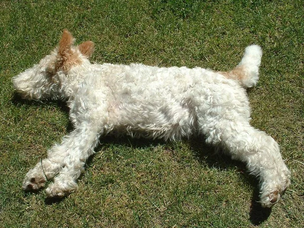 Fox Terrier Cane Animale Domestico — Foto Stock