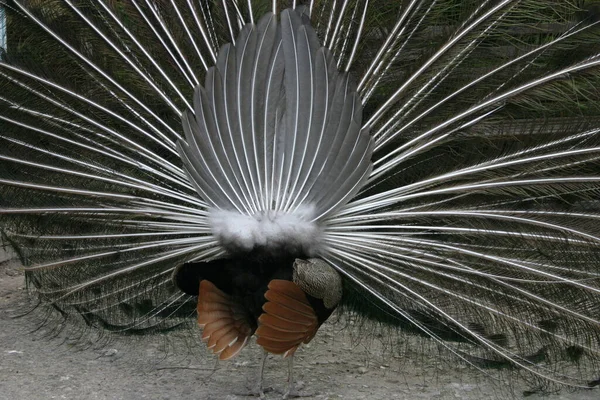 Vista Hermoso Pájaro Naturaleza — Foto de Stock