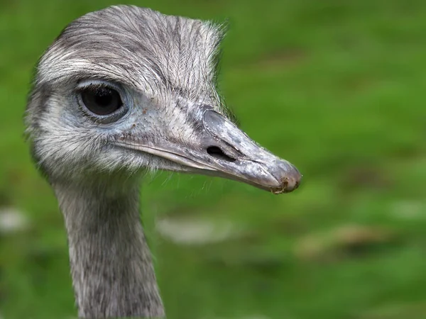 ダチョウの鳥野生生物 — ストック写真