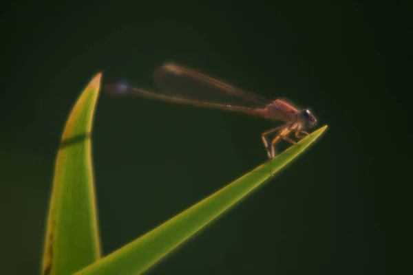 Έντομο Dragonfly Odonata Και Πανίδα — Φωτογραφία Αρχείου