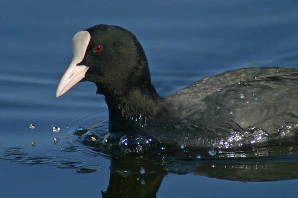 Vacker Utsikt Över Vacker Fågel Naturen — Stockfoto