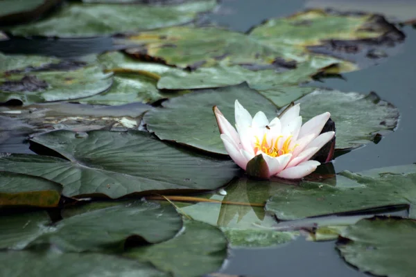 Näckros Damm Blommor Flora Naturen — Stockfoto