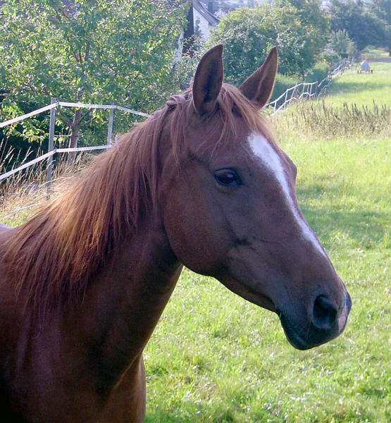 Des Chevaux Dans Pâturage Derrière Maison — Photo