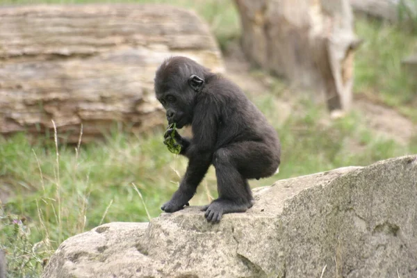 Primer Plano Los Animales Zoológico — Foto de Stock