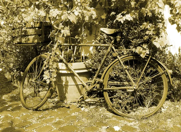 公园里的旧自行车 — 图库照片