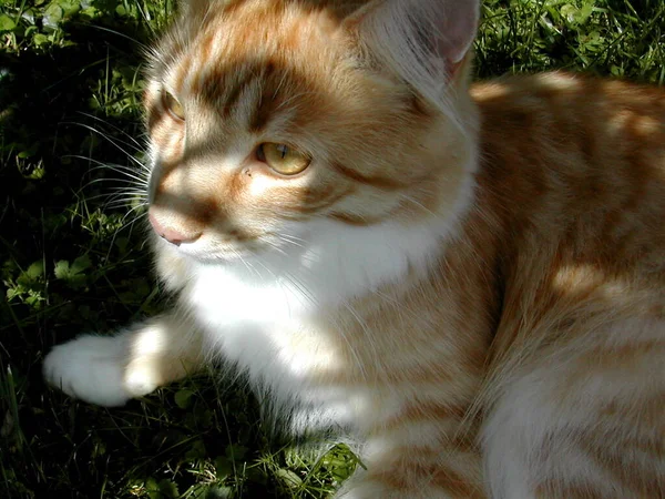 Retrato Gato Bonito — Fotografia de Stock