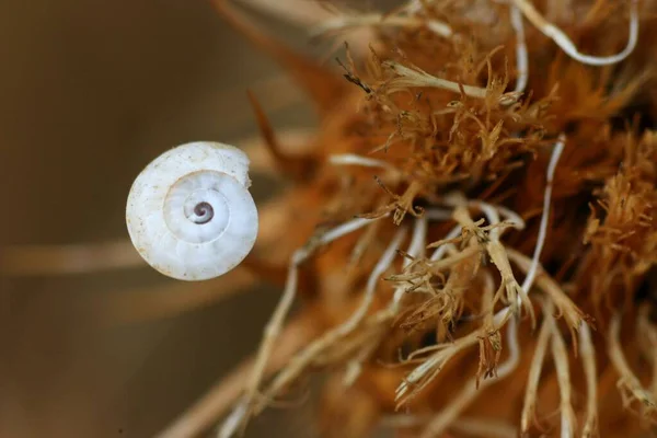 Lot Things Don Grow Barren Parched Landscape Time Time You — Stock Photo, Image