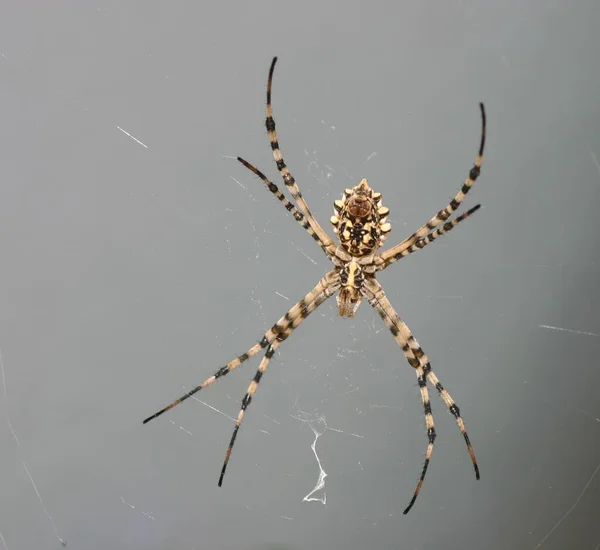 Deze Spin Net Goed Een Gast Van Mijn Schoonfamilie Als — Stockfoto