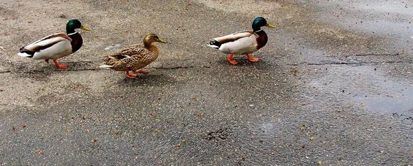 Immer Hinter Mir Her Entenschlag Entenjagd — Stockfoto