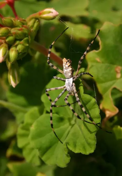 Sadece Bir Örümceğin Benzer Iki Fotoğrafını Karşılaştırmak Için Senin Fikrinle — Stok fotoğraf