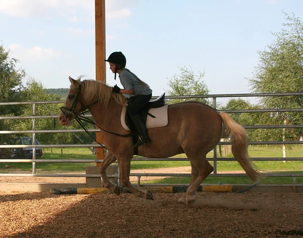 Horse Rider Driving Lessons — Stock Photo, Image