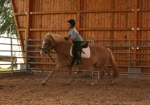 Cavalo Cavaleiro Durante Aulas Condução — Fotografia de Stock