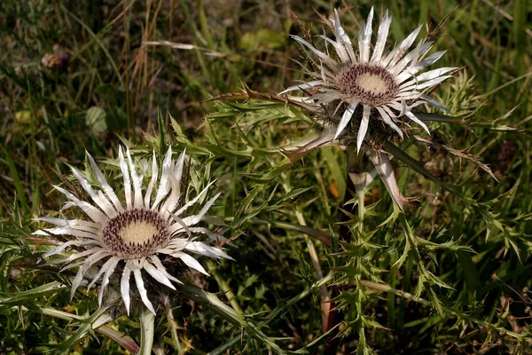 Thistle Flowers Wild Field Flora — Stock Photo, Image