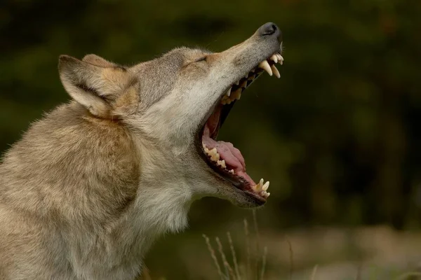 Deze Timberwolf Heeft Waarschijnlijk Ook Het Weer Van Laatste Dagen — Stockfoto