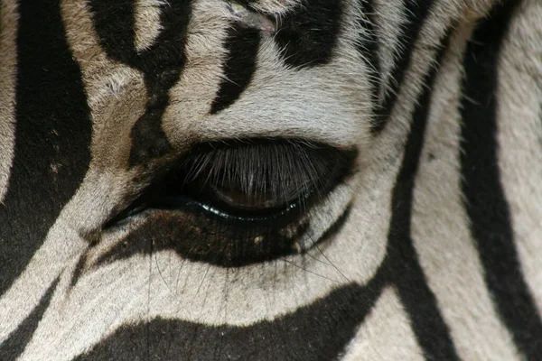 Fekete Fehér Csíkos Zebra Állat Emlős — Stock Fotó