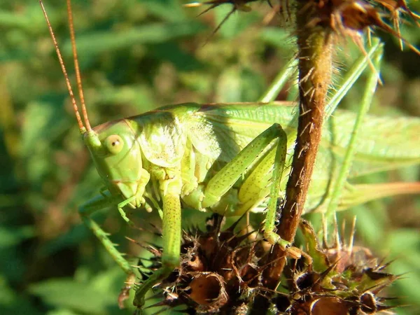 Close Macro View Van Sprinkhaan Insect — Stockfoto