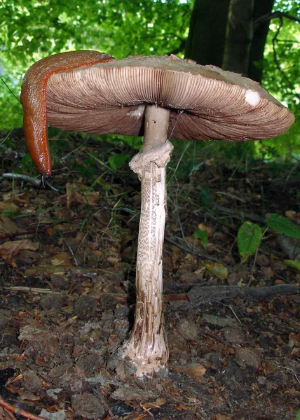 Champignons Saison Plante Champignon — Photo