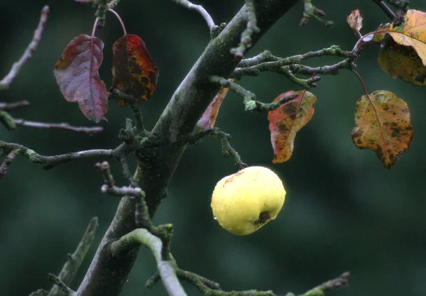 Cosecha Otoño Enfoque Selectivo — Foto de Stock