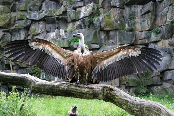 Wie Hier Baas — Stockfoto