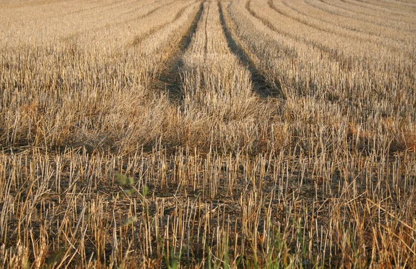 小麦的农业用地 — 图库照片