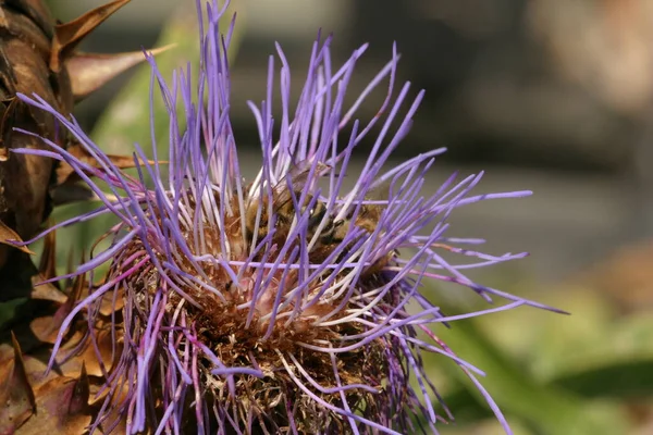 Artischockenblüte Violette Blume — Stockfoto