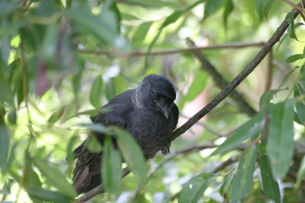 Vue Panoramique Bel Oiseau Nature — Photo