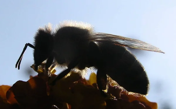 Une Abeille Gourmande Surbrillance — Photo