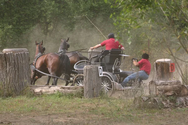 Los Días Caballo Thale —  Fotos de Stock