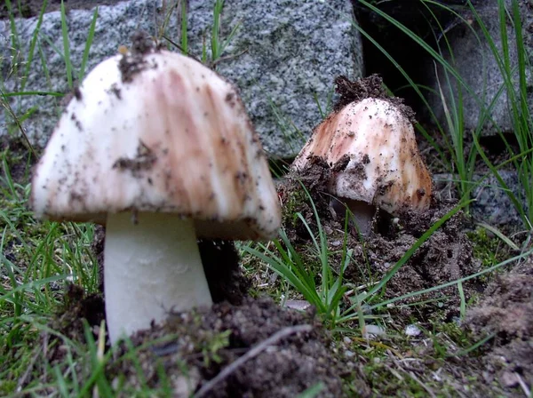 Mushrooms Growing Fungus Flora Botany — Stock Photo, Image