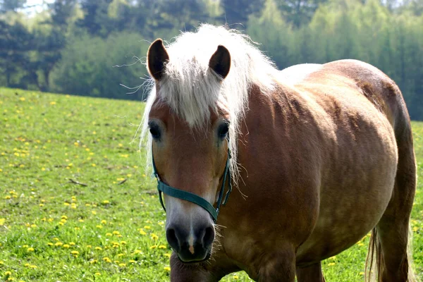 Chevaux Extérieur Jour — Photo