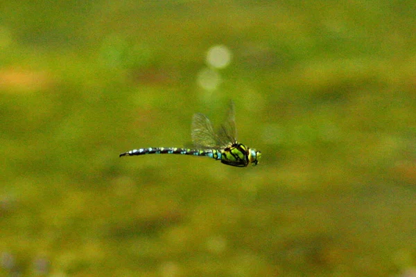 Drakfluga Insekt Odonata Och Fauna — Stockfoto