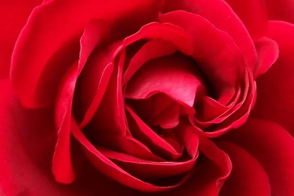 Belleza Pétalos Rosa Roja Flora Romántica —  Fotos de Stock