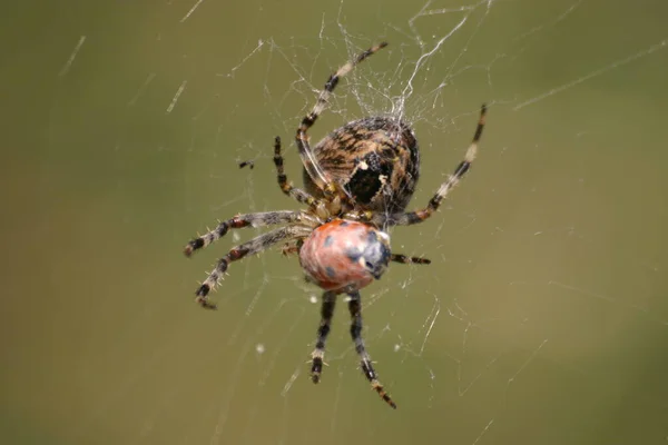 Σταυρωτή Αράχνη Ανατριχιαστικό Έντομο — Φωτογραφία Αρχείου