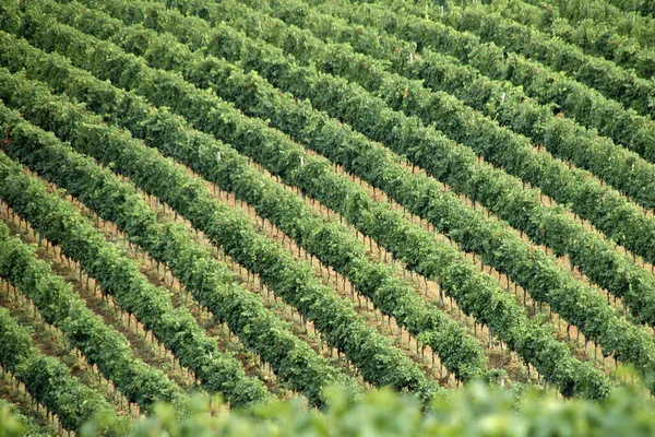 Vingårdsplantering Jordbruk — Stockfoto