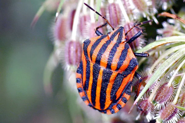 Primer Plano Error Naturaleza Salvaje — Foto de Stock