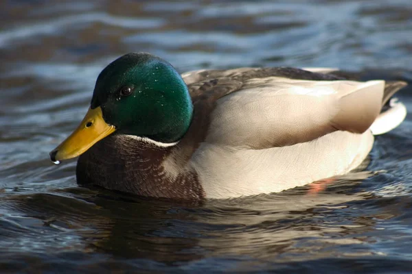 Festői Kilátás Gyönyörű Madár Természetben — Stock Fotó