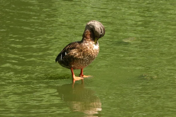 Pato Palo Especial — Foto de Stock