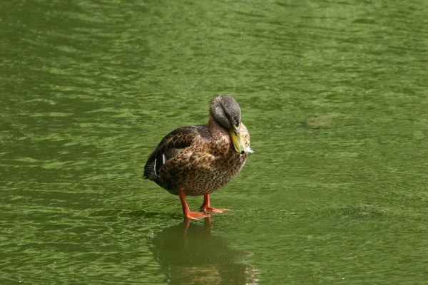 Pato Palo Especial — Foto de Stock