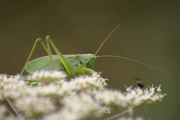 Close Van Een Insect Wilde Natuur — Stockfoto