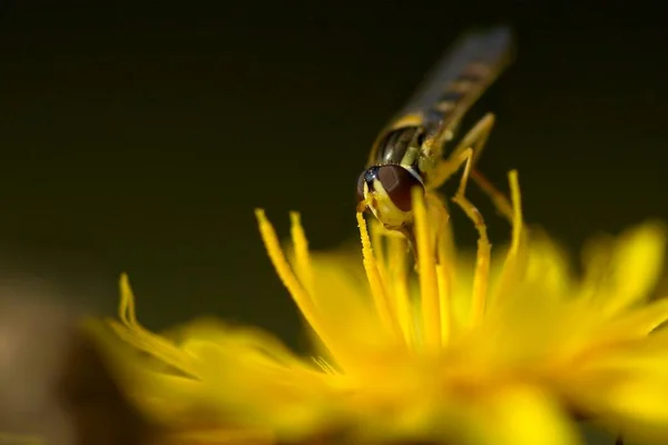 Sarı Bir Çiçeğin Üzerindeki Sıradan Bir Kalem Sineği Yazık Adını — Stok fotoğraf