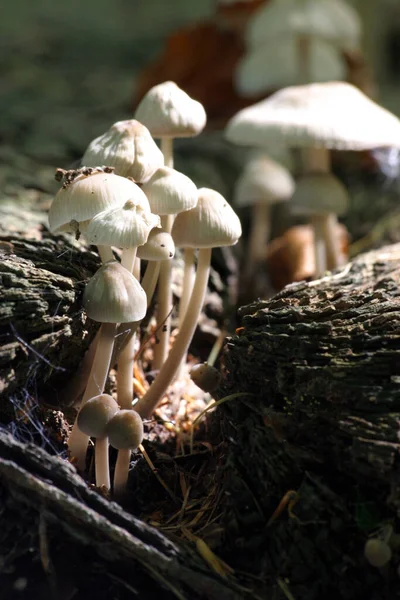 Tree Mushrooms Growing Flora Stock Image