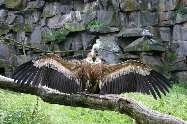 Scenic View Beautiful Bird Nature — Stock Photo, Image